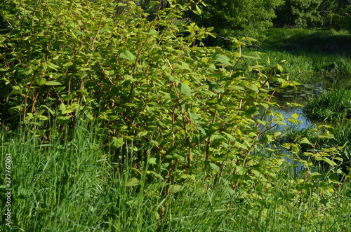 Rdestowiec japoński, zielone pędy, stanowisko roślin, Reynoutria japonica, rdestowiec ostrokończysty