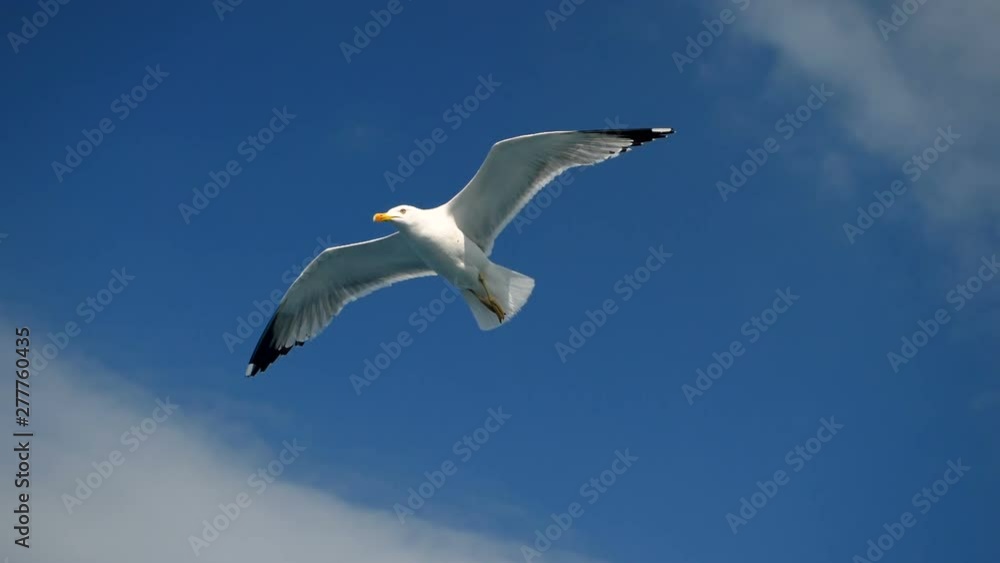 Wild bird. Close-up shot of seagull soaring in the sky over the Mediterranean sea and catching a thrown piece of bread. Greece. Slow motion. HD Wild bird. Close-up shot of seagull soaring in the sky over the Mediterranean sea and catching a thrown piece of bread. Greece. Slow motion. HD