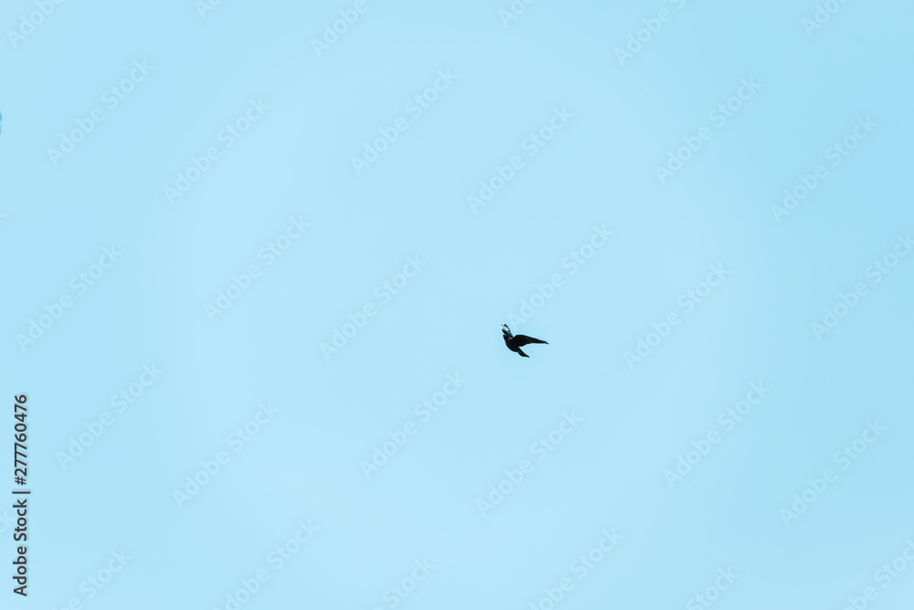 little black bird flying against blue sky
