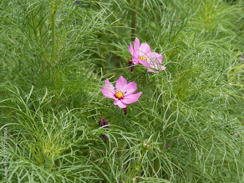 Fleurs de comos bipinnatus ou cosmos bipenn  s au feuillage fin et d  coup   