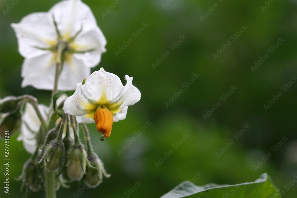 die schöne Blüte der Kartoffel die schöne Blüte der Kartoffel