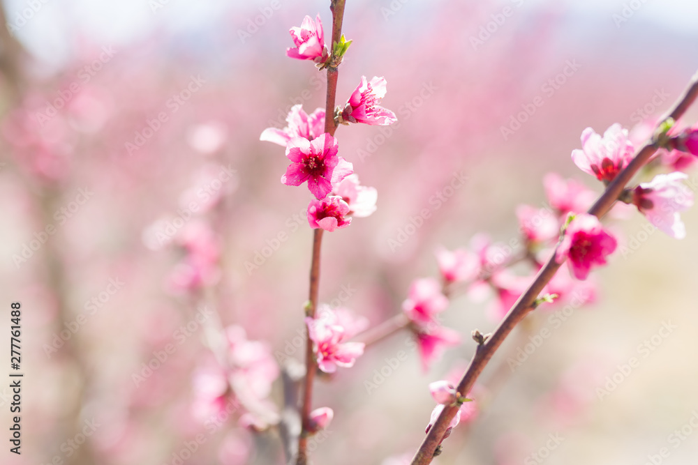 Beautiful pink peach flowers petals and trees blooming on a spring sunny day Beautiful pink peach flowers petals and trees blooming on a spring sunny day