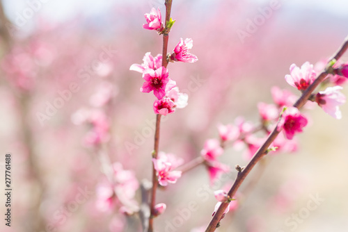 Beautiful pink peach flowers petals and trees blooming on a spring sunny day
