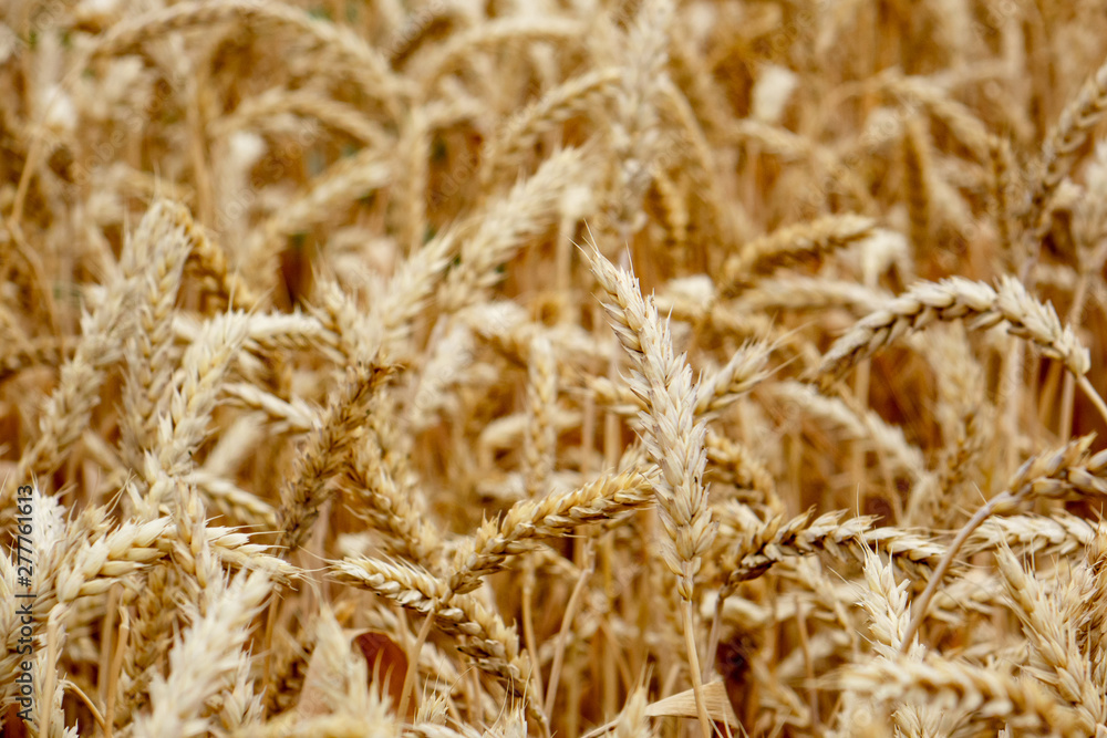 Ripe ears of rye and wheat in the field. Large grains, close-up. Ripe ears of rye and wheat in the field. Large grains, close-up.