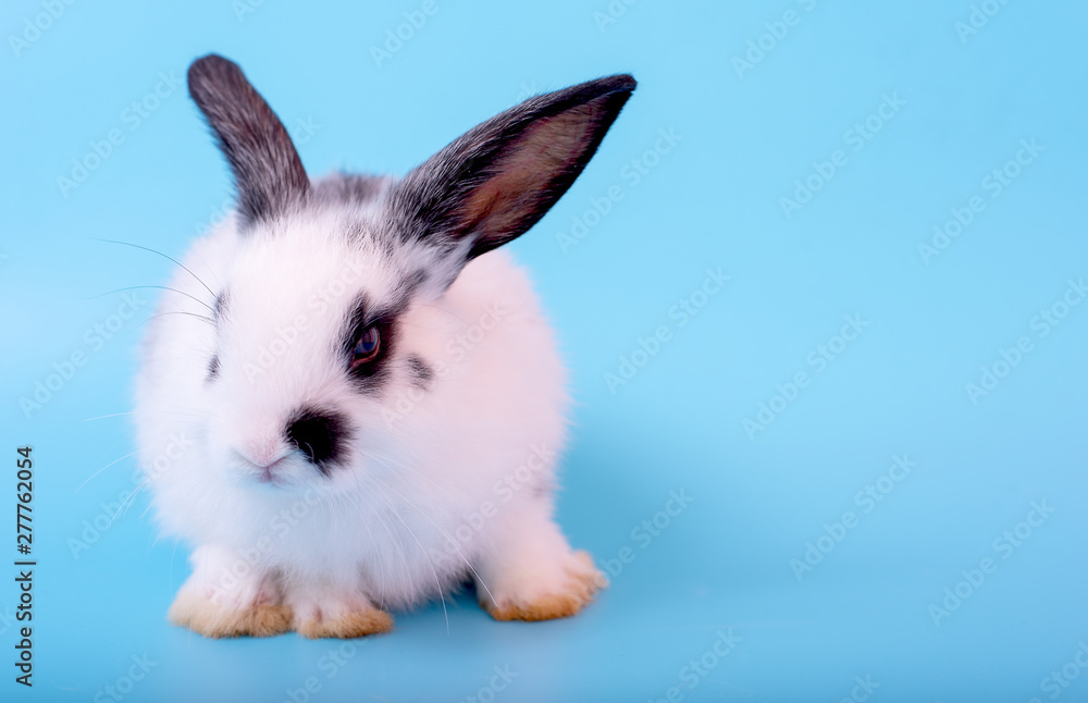 Small cute adorable and fluffy bunny rabbit with black and white pattern stay on blue background