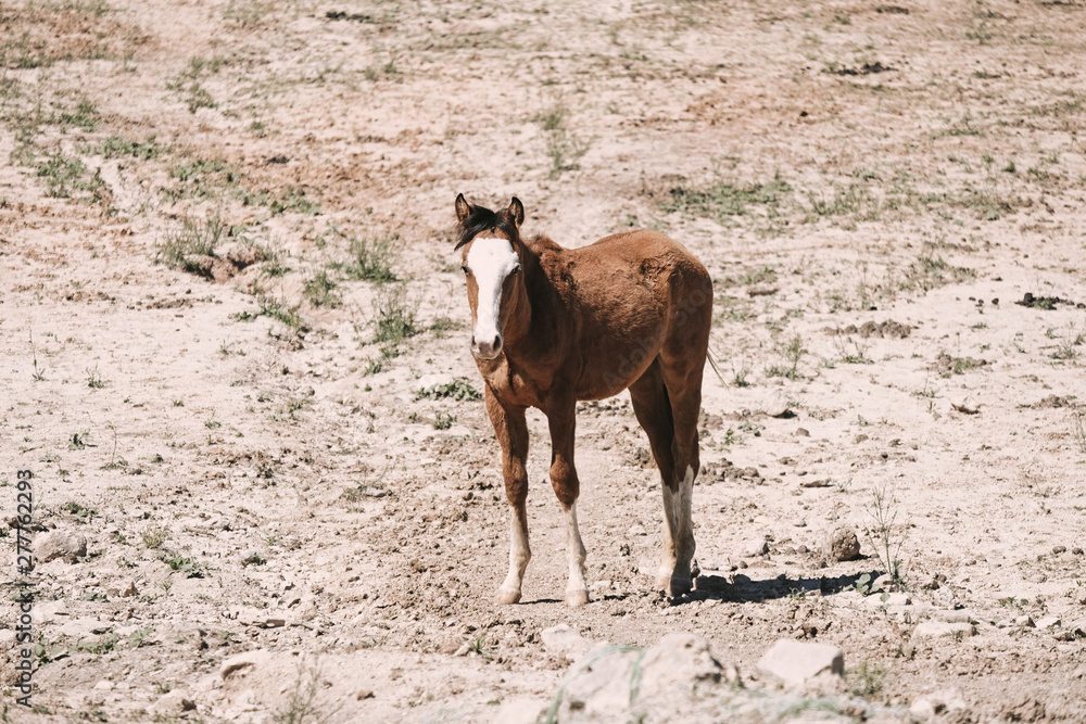 Fototapeta premium Young horse in dry pasture, drought concept on farm.