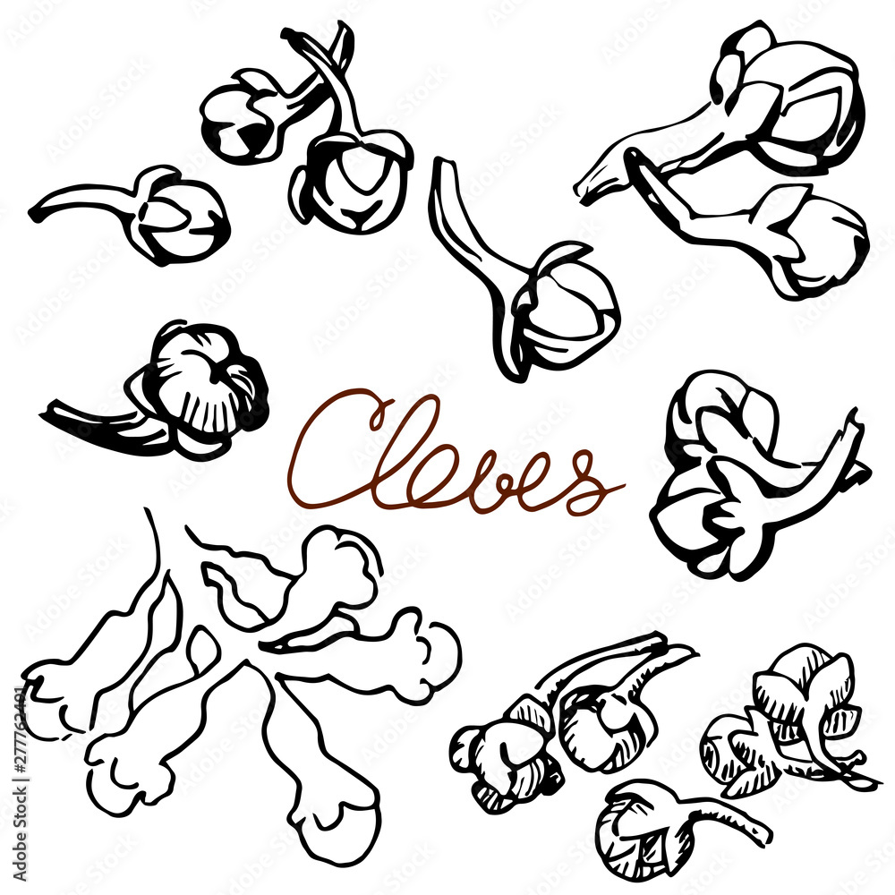 The cloves hand drawn graphics elements black and white The cloves hand drawn graphics elements black and white