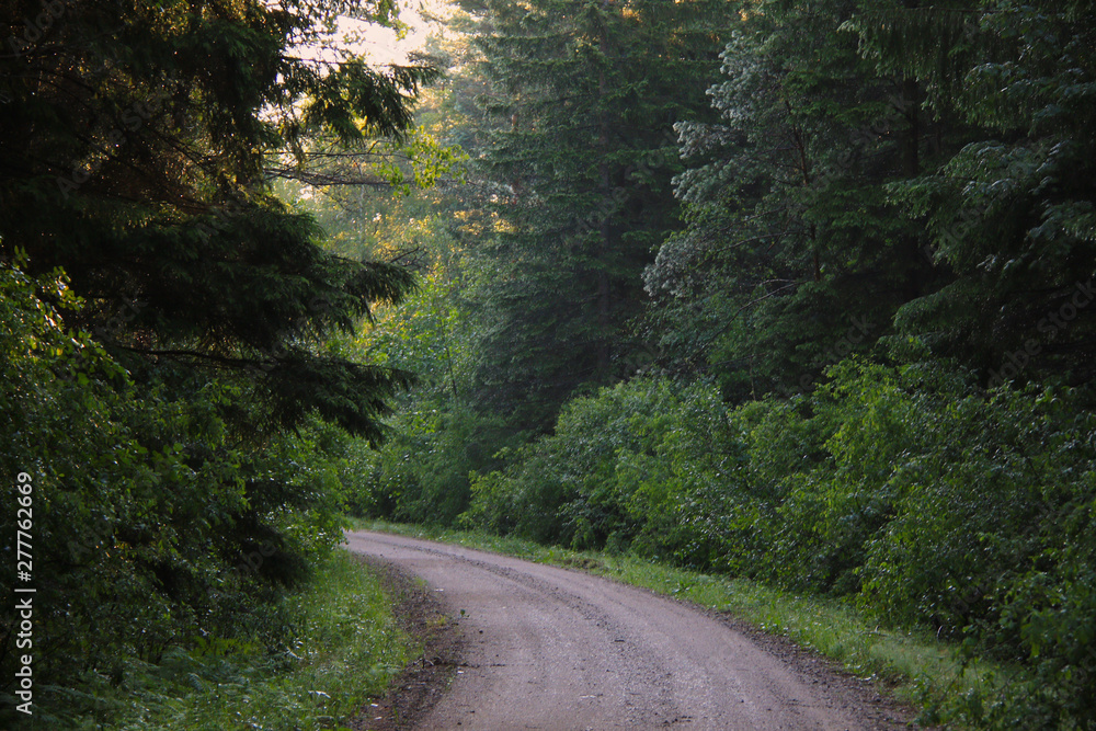 Fototapeta premium Empty gravel road in the forest