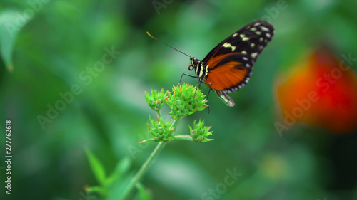 butterfly on flower28
