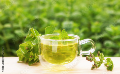 Fresh mint tea and bunch of mint on the table on natural background of fresh mint