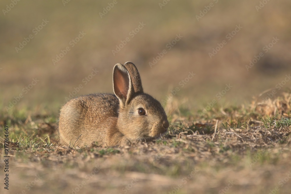 European rabbit in the nature habitat. Oryctolagus cuniculus. Wildlife scene from nature. Portrait of a young European rabbit. European rabbit in the nature habitat. Oryctolagus cuniculus. Wildlife scene from nature. Portrait of a young European rabbit.