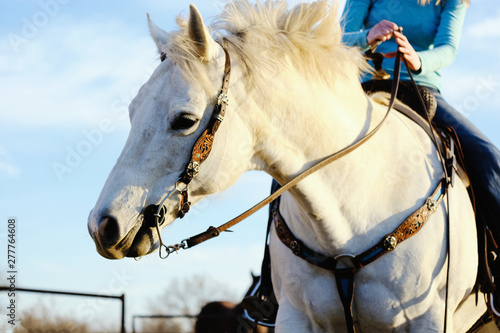 Horse main moving while in action from horseback riding on western ranch. © ccestep8