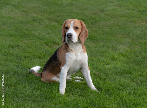Portrait of a beagle puppy