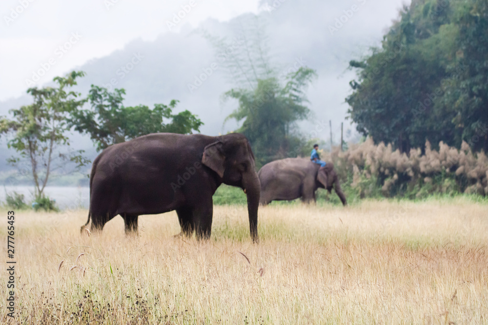 Asian elephant walking on dirt grassy path during cloudy summer day at Elephant Nature Park in Lampang, Thailand Asian elephant walking on dirt grassy path during cloudy summer day at Elephant Nature Park in Lampang, Thailand
