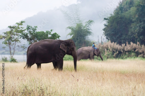 Photography Asian elephant walking on dirt grassy path during cloudy summer day at Elephant