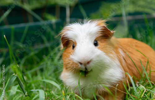 White brown guinea pig in the garden on green grass.