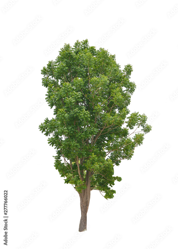 Fototapeta premium big green trees isolated on white background, tropical trees isolated used for design, advertising and architecture
