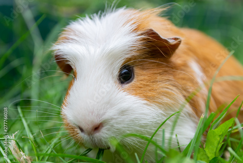 White brown guinea pig in the garden on green grass. © mimpki