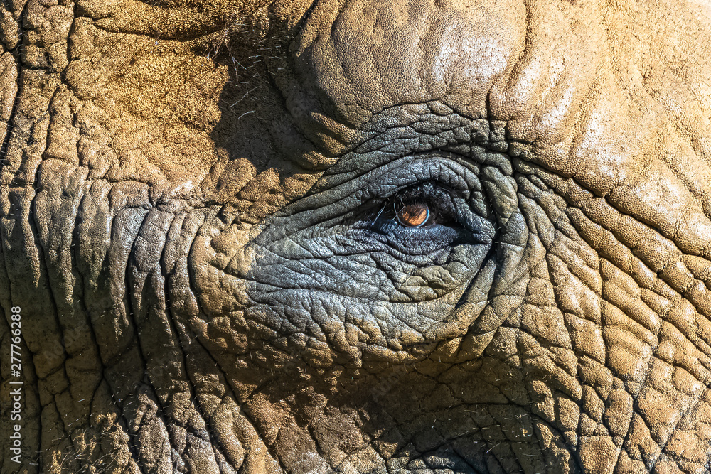 An elephant eye, skin, texture and wrinkles, detail An elephant eye, skin, texture and wrinkles, detail
