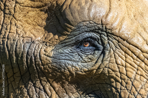 An elephant eye  skin  texture and wrinkles  detail