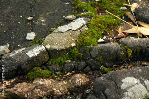 Moss on the asphalt