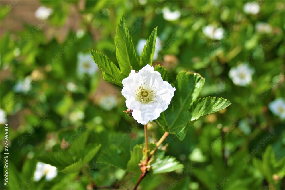 Fototapeta premium 木苺 花