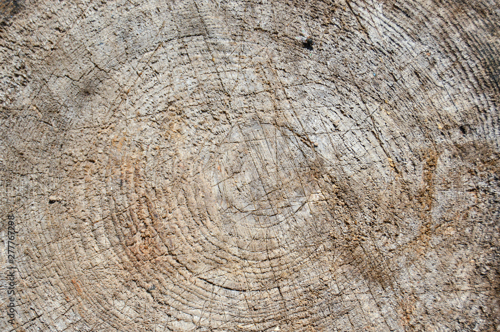 Fototapeta premium Round saw cut wood. background. Close-up