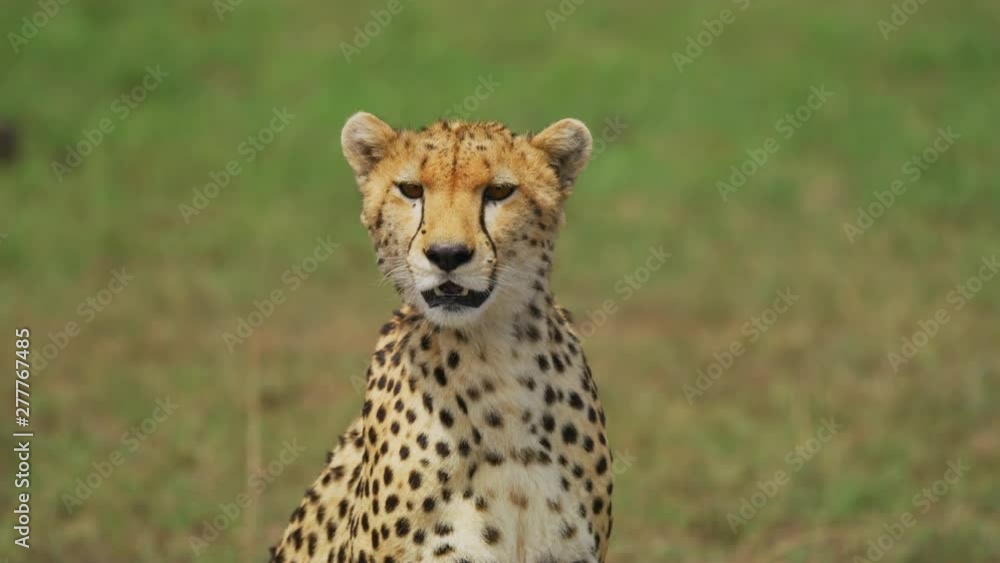 Cheetah in Maasai Mara Cheetah in Maasai Mara