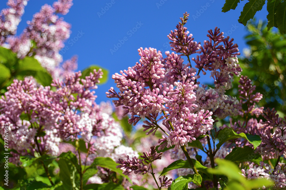 Lilac flowers on blue sky background in spring. Close-up Lilac flowers on blue sky background in spring. Close-up