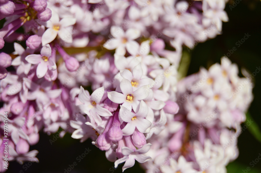 Beautiful lilac flowers background. Blooming. Close-up Beautiful lilac flowers background. Blooming. Close-up