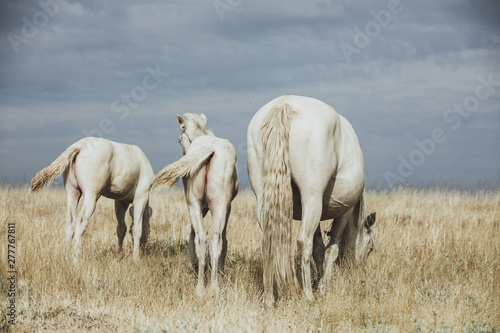 white horse family in the middle of nature