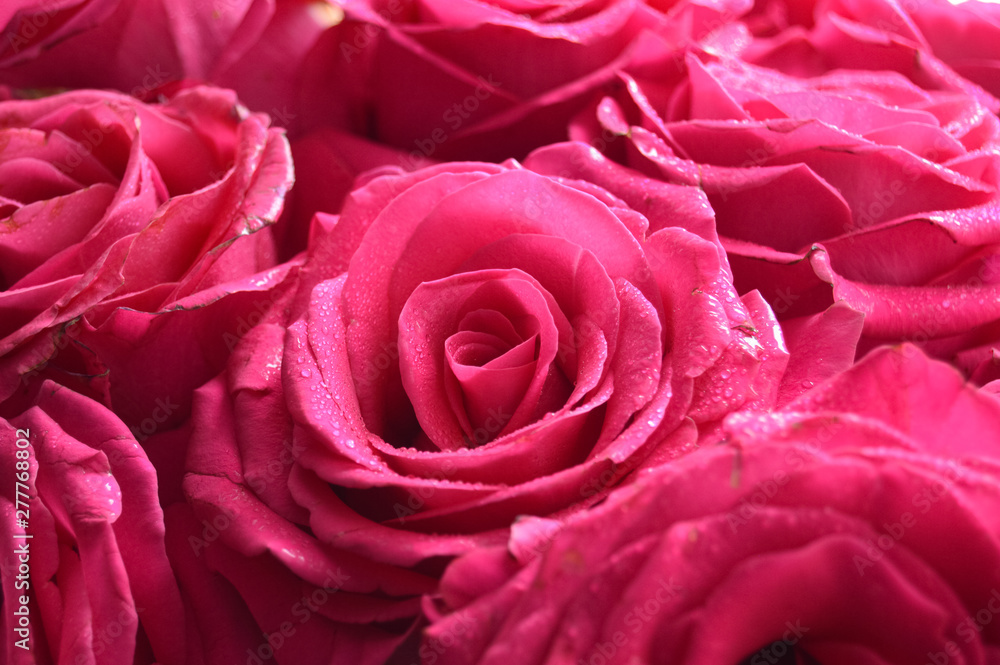 Bouquet of fresh roses, flower bright background. Close-up Bouquet of fresh roses, flower bright background. Close-up