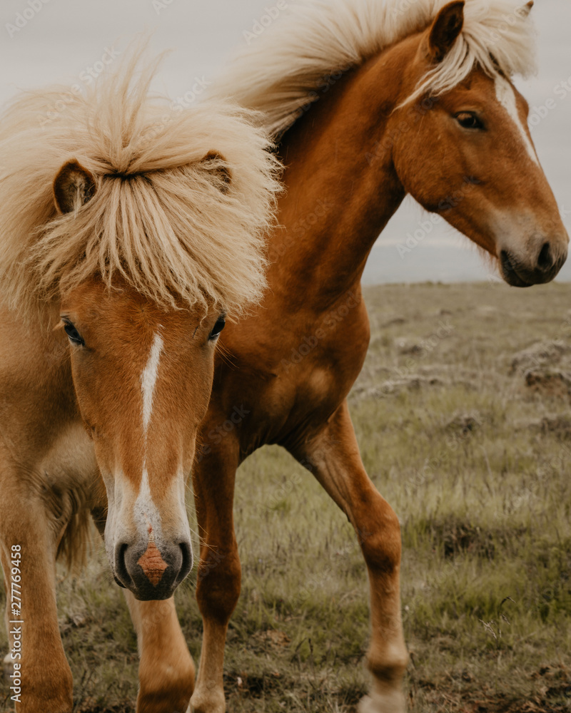 Close-up view of two beautiful horses eating dry grass while standing in wonderful meadow on autumn day Close-up view of two beautiful horses eating dry grass while standing in wonderful meadow on autumn day