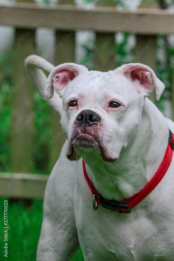White Boxer Dog White Boxer Dog