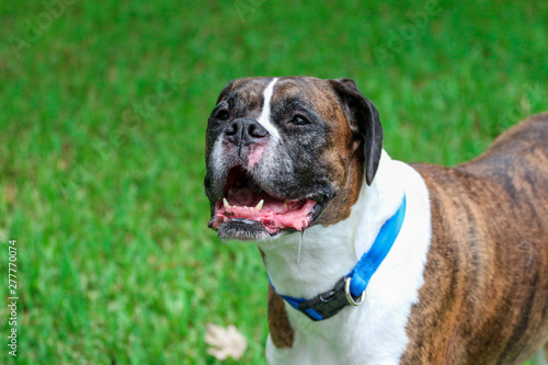 Happy Excited Boxer Dog © LifeGemz