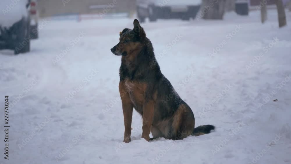 Stray homeless urban hungry dog on a cold winter street in snowfall. Animal protection in the city Stray homeless urban hungry dog on a cold winter street in snowfall. Animal protection in the city