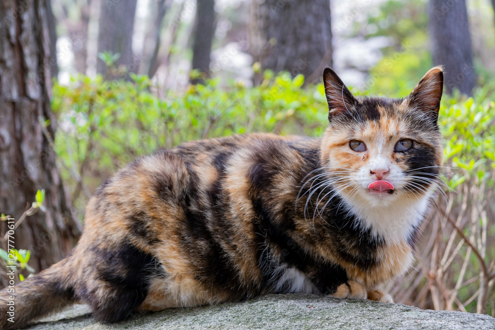 Close up shot of a beautiful wild cat Close up shot of a beautiful wild cat