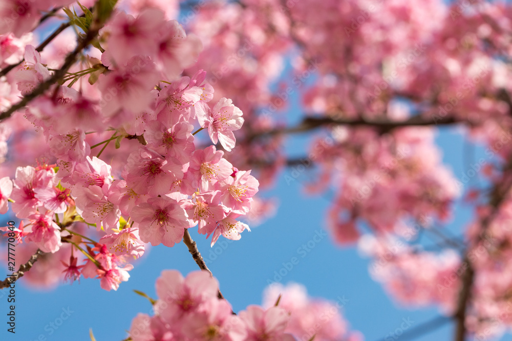 旧中川の河津桜 東京都江戸川区平井 旧中川の河津桜 東京都江戸川区平井