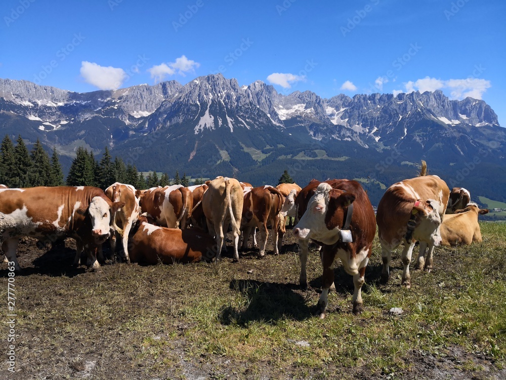 Am wilden Kaiser