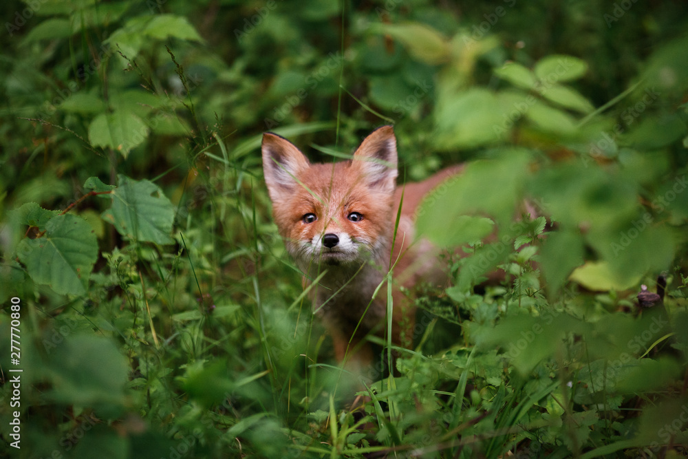 A small charming cub of red fox looks at the frame with interest, looking out of the thick grass of the wild forest