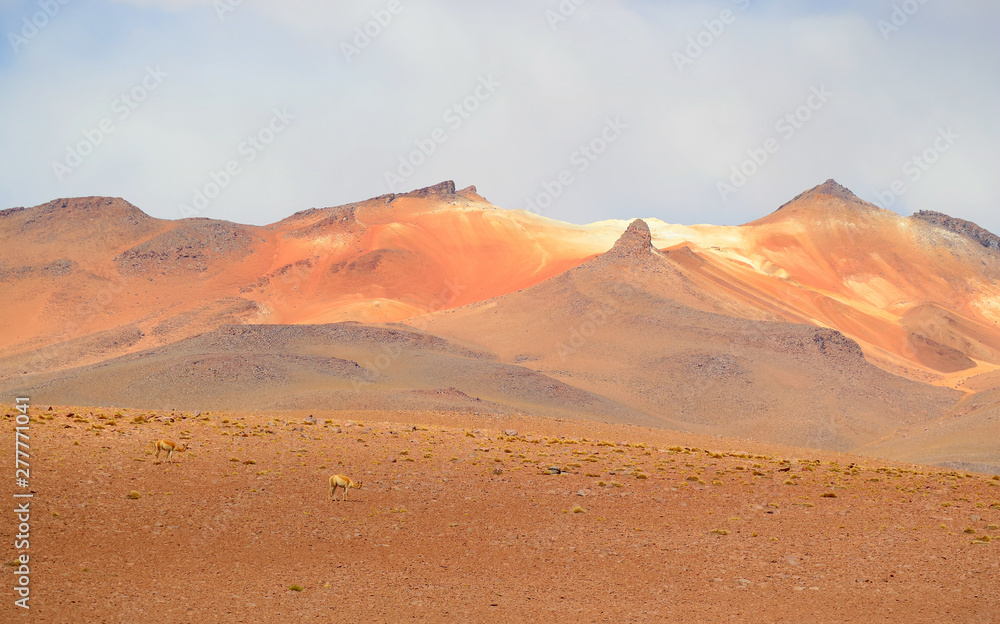 Two wild Vicunas at the Andes foothills of Bolivian Altiplano, Bolivia, South America