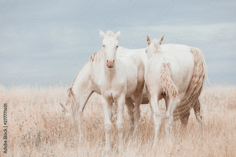Φωτογραφία white horse family in the middle of nature