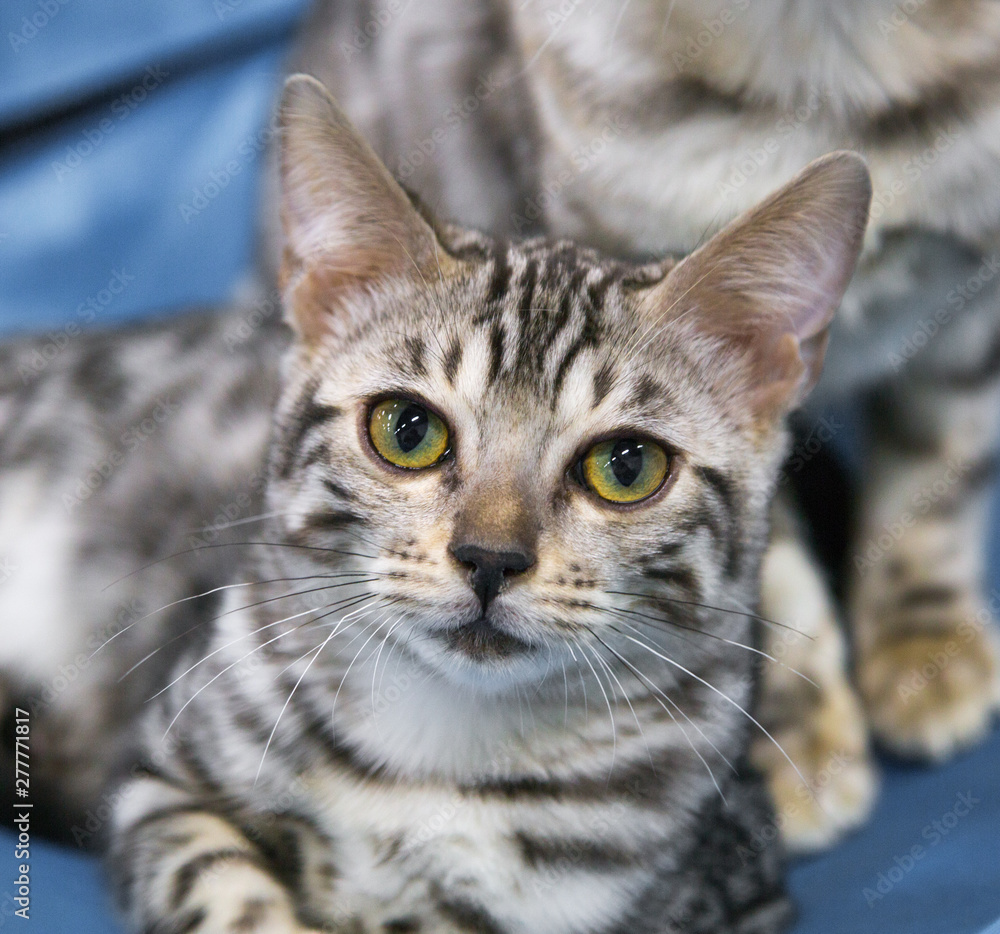 Portrait of cheerful kitten breed Bengal silver. Selective focus. Pets Leisure Hobbies.