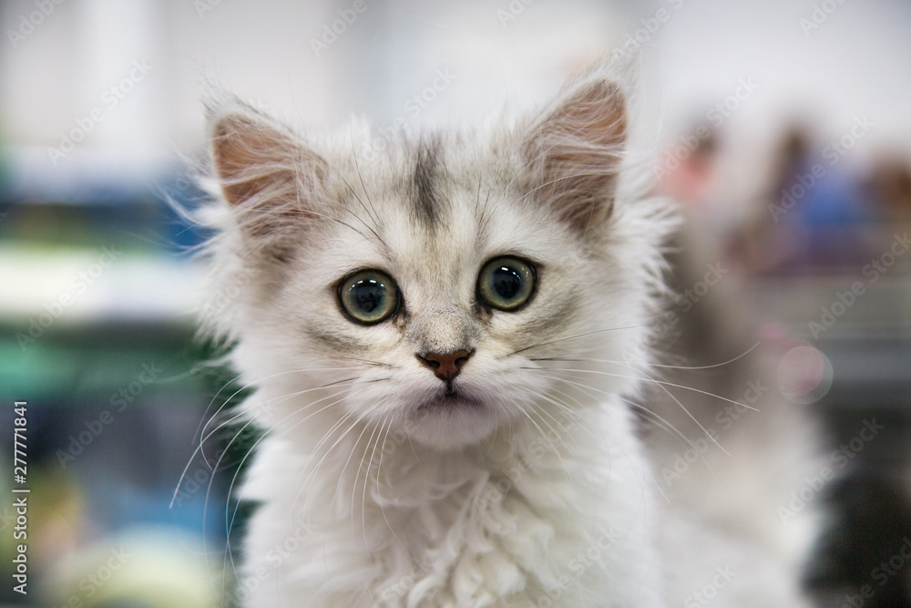 Portrait of cheerful joyful kitten Maine Coon white. Selective focus. Pets Leisure Hobbies. Portrait of cheerful joyful kitten Maine Coon white. Selective focus. Pets Leisure Hobbies.