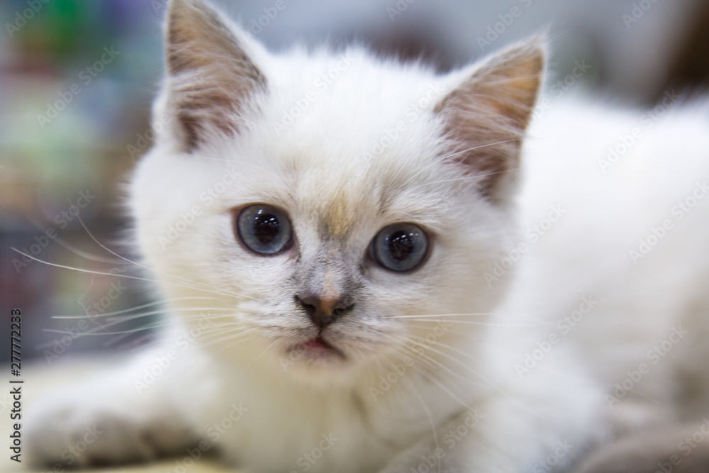 Portrait of cheerful joyful kitten breed Scottish white. Selective focus. Pets Leisure Hobbies.