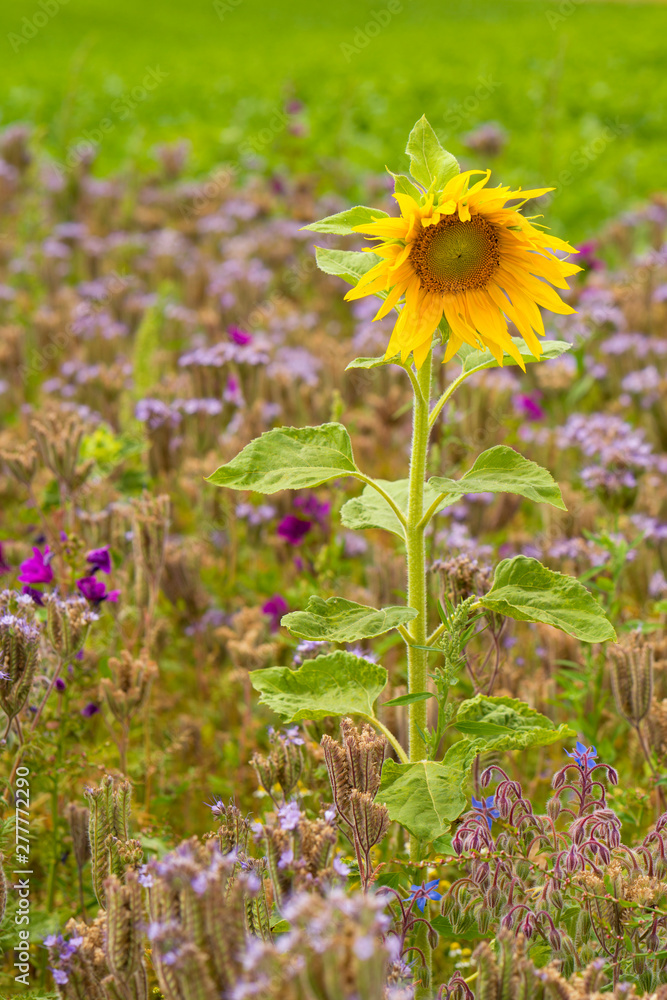 Fototapeta premium eine Sonnenblume auf einem Feld