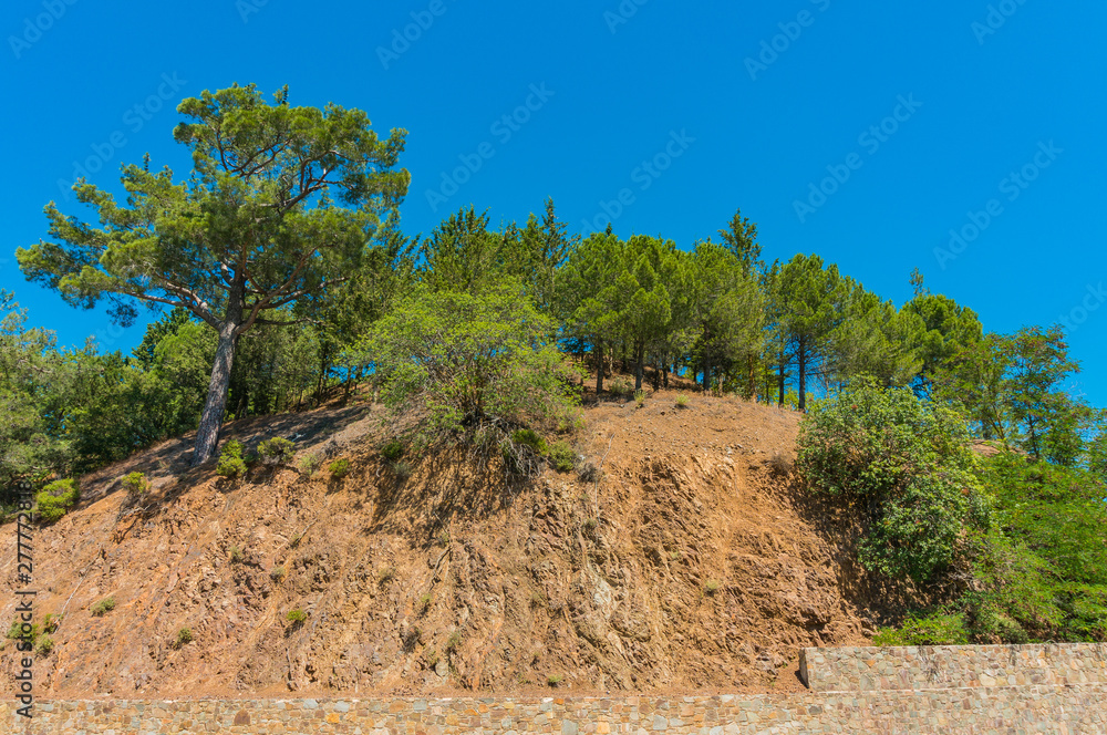 Cedars and other trees on a hill in the Troodos Mountains. Cyprus. Summer sunny day.