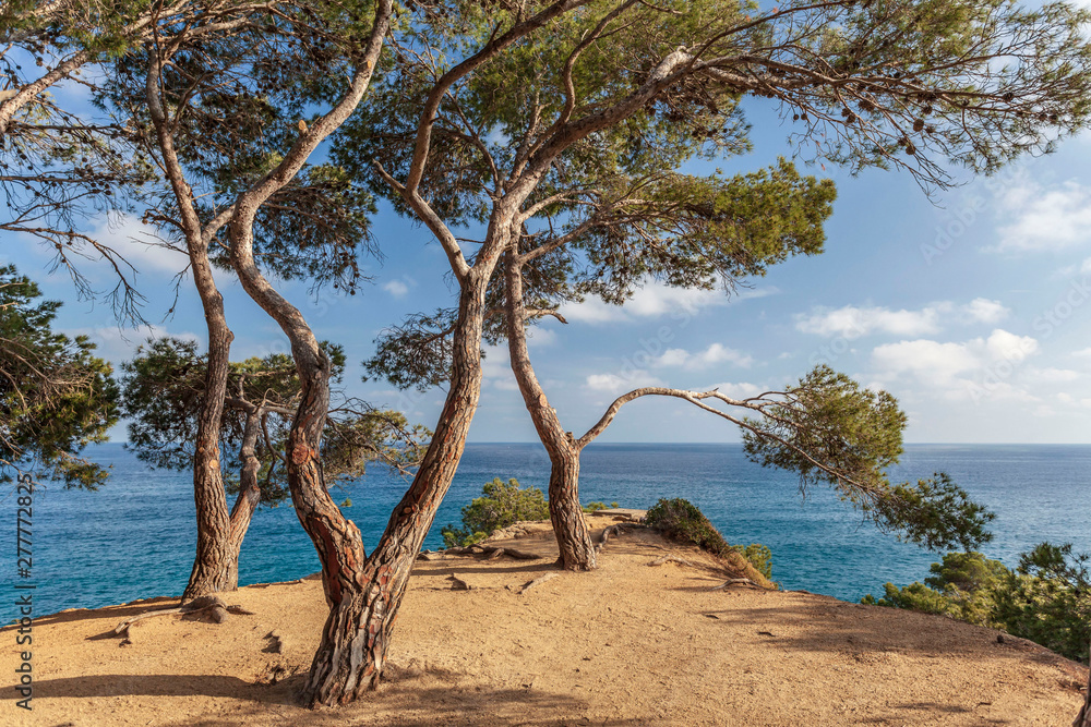 Typical mediterranean landscape with pines and sea in Lloret de Mar, Costa Brava, Catalonia, Spain. Typical mediterranean landscape with pines and sea in Lloret de Mar, Costa Brava, Catalonia, Spain.