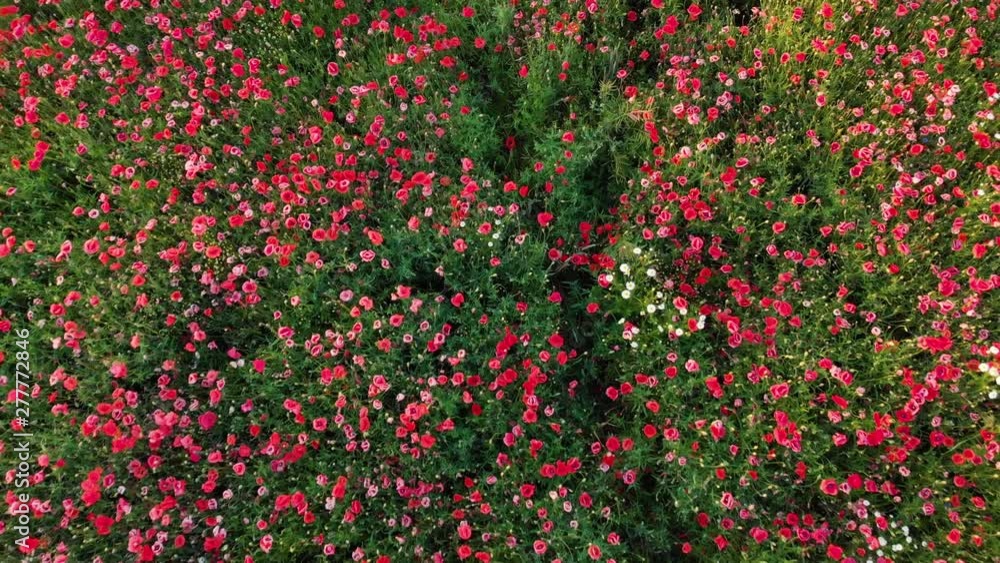 Field of red poppies, PEDESTAL UP LOOKING DOWN Field of red poppies, PEDESTAL UP LOOKING DOWN