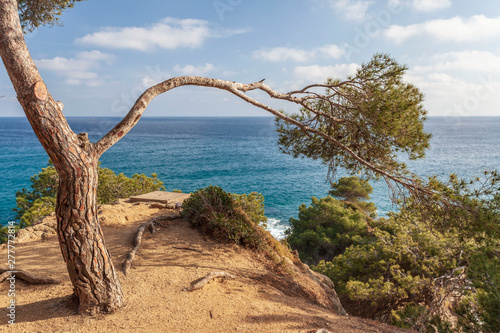 Typical mediterranean landscape with pines and sea in Lloret de Mar, Costa Brava, Catalonia, Spain.